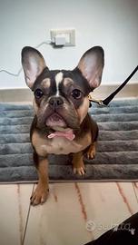 Bulldog francese femmina