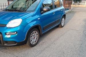panda ibrida 