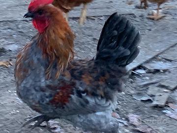 Olliver egger - marans