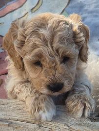 Cuccioli di barboncino