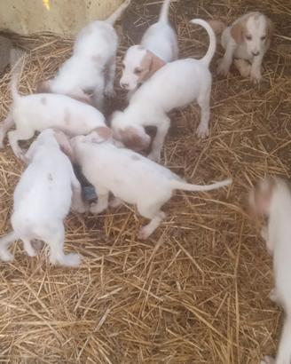 Cucciolo Istriano