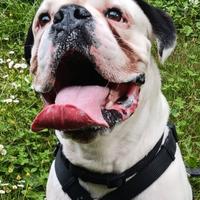 Flocky, sono un cane ma sogno di essere una mucca