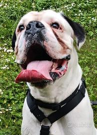 Flocky, sono un cane ma sogno di essere una mucca