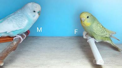 Pappagalli ondulati cocorite