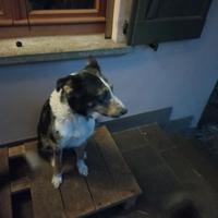 Cucciolo maschio di due mesi