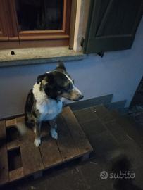 Cucciolo maschio di due mesi