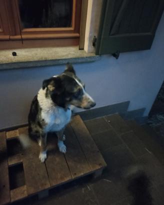 Cucciolo maschio di due mesi