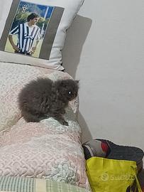 Persiano maschio