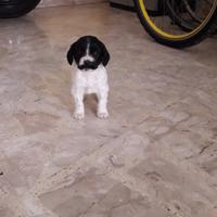 Cuccioli di springer