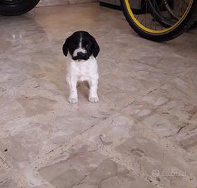 Cuccioli di springer