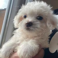 Maltese