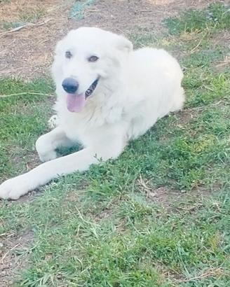 Maremmano