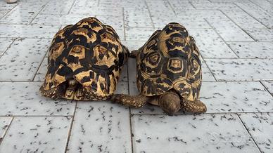Tartarughe