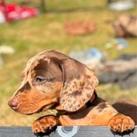 Cuccioli bassotti Arlecchino M e F