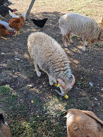 Pecora nana d'ouessant