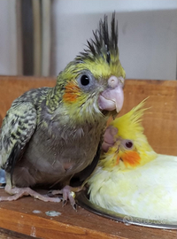 Calopsite allevate a mano