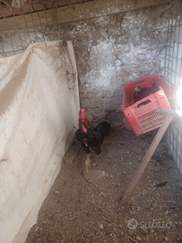 Galli combattenti/ shamo