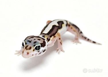 Geco leopardino, teca, accessori