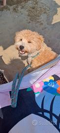 Cucciolo maltipoo