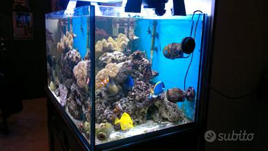 acquario Marino 