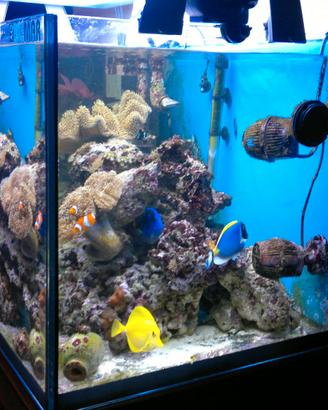 acquario Marino 