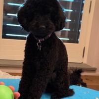 Barboncino per accoppiamento