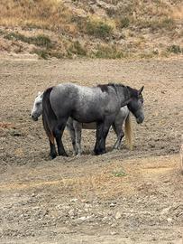 Puledra parcheron