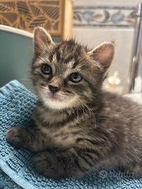 3 micine affettuose in attesa di una casa