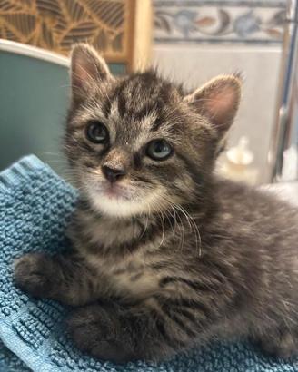 3 micine affettuose in attesa di una casa