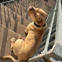 Pittbull red nose