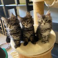 Maine Coon