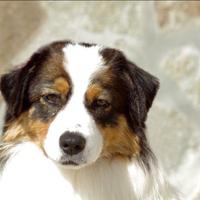 Femmina pastore australiano