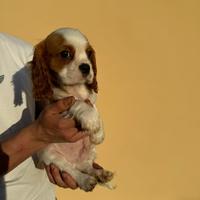 Cavalier king