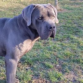 Cuccioli Cane Corso con Garanzia sanitaria