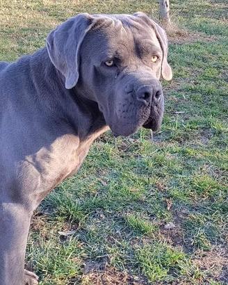 Cuccioli Cane Corso con Garanzia sanitaria