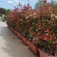 piante da siepe in vaso