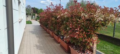 piante da siepe in vaso