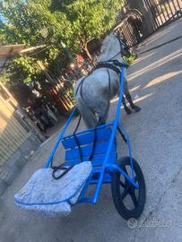 Pony maschio bravissimo