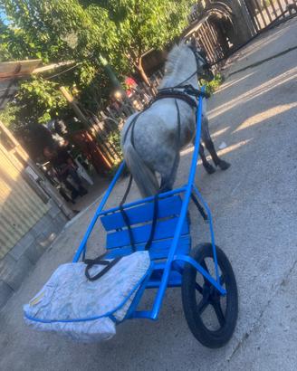 Pony maschio bravissimo