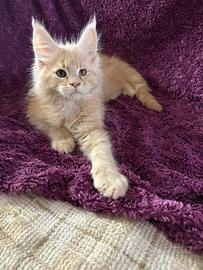 Maine Coon maschio