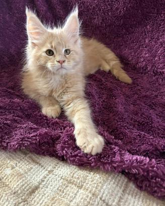 Maine Coon maschio