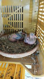 Colombi ,California, Texani,Pavoncelle