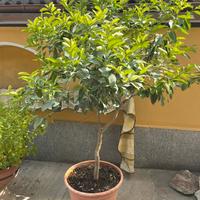 Limone in vaso
