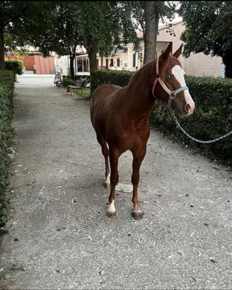 Puledro Quarab figlio di My Good Gun