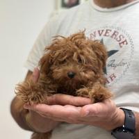 Barboncino mini toy tea cup red rossa