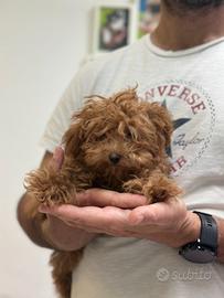 Barboncino mini toy tea cup red rossa