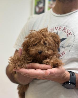 Barboncino mini toy tea cup red rossa