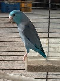 Coppia forpus