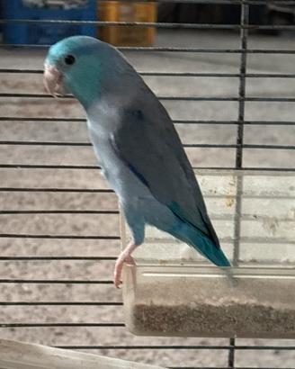 Coppia forpus