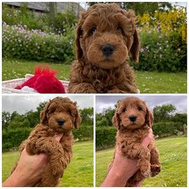 Cuccioli barbonvini toy M e F